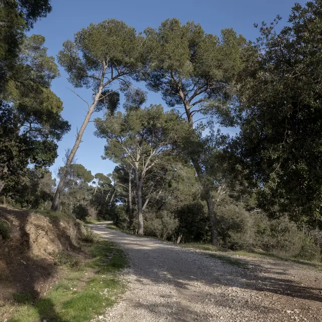 Forêt de Janas_La Seyne-sur-Mer