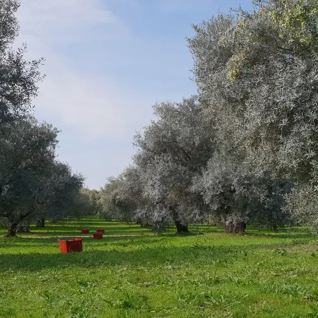 Producteur d'huiles d'olives