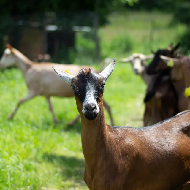 La Ferme de Nathalie -  Rognard Biagui_Illiat