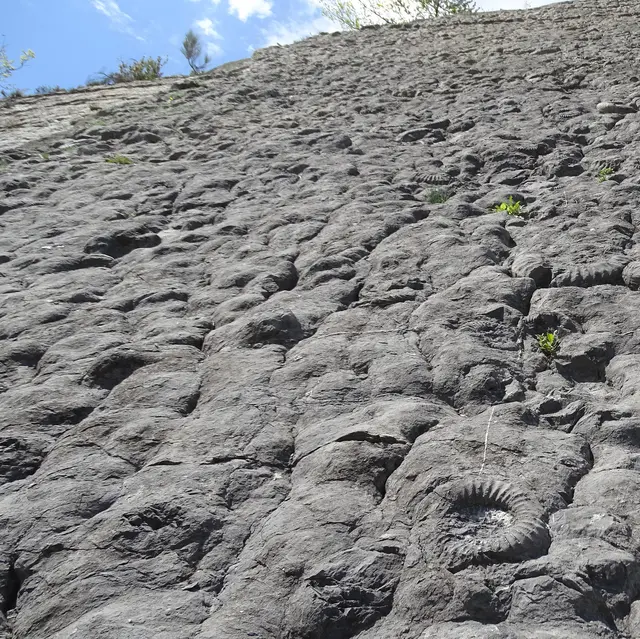 Dalle aux ammonites