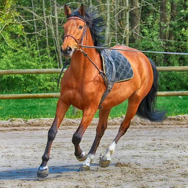 Les écuries du Baou_La Barben