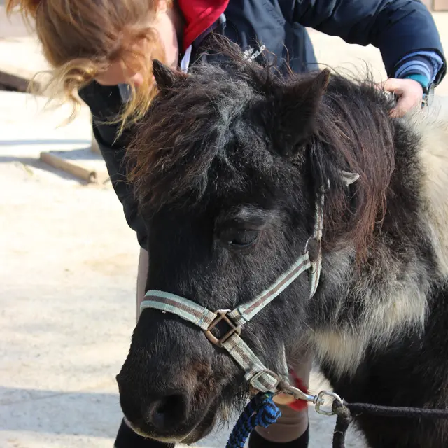 Les Cavaliers d'Epona_Sandrans