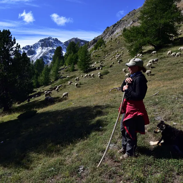 Sortie Parc - Être berger aujourd'hui_Arvieux