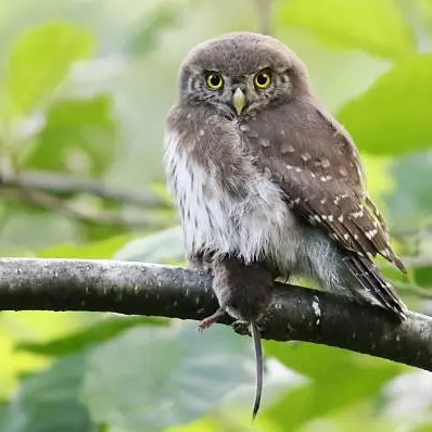 Conférence LPO : enquête chauve-souris et chouettes – Explorez la nuit dans le cadre de l’ABC_Combloux