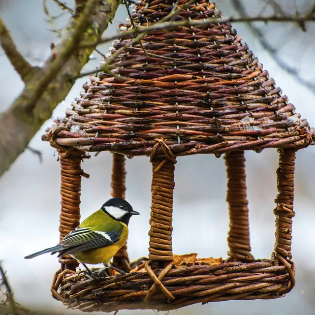Atelier Vannerie Sauvage : réalisez votre mangeoire pour oiseaux_Tende