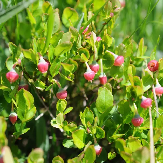 Atelier Scientifique au Jardin du Lautaret : Floraison d'altitude_Villar-d'Arêne