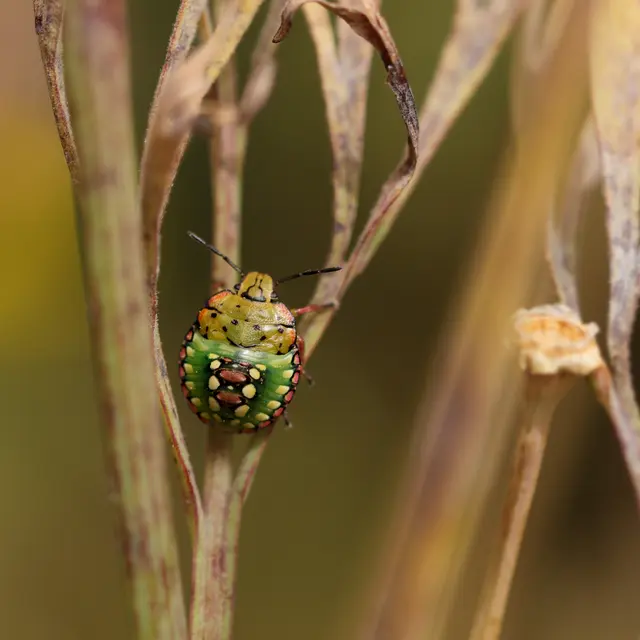 Point rencontre : initiation au monde des insectes_Hyères