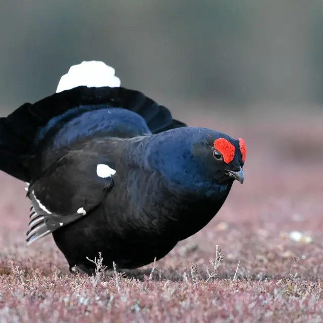 A l'écoute du tétras-lyre_Clamensane