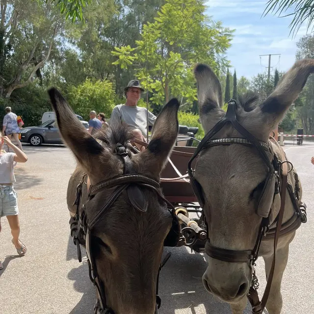 Tours en calèche par les ânes de Maëlia_Le Lavandou