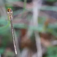 Les petites bêtes du château d'Angers