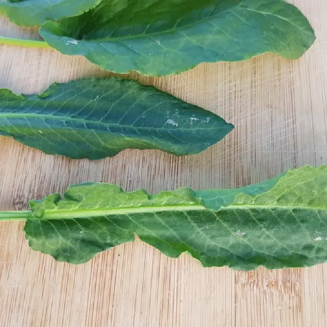 Atelier autour des plantes comestibles