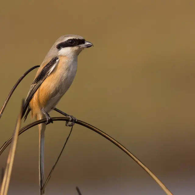 À la recherche de la Pie-grièche écorcheur_Peille