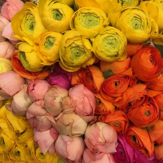 Floribelle - Brignoles