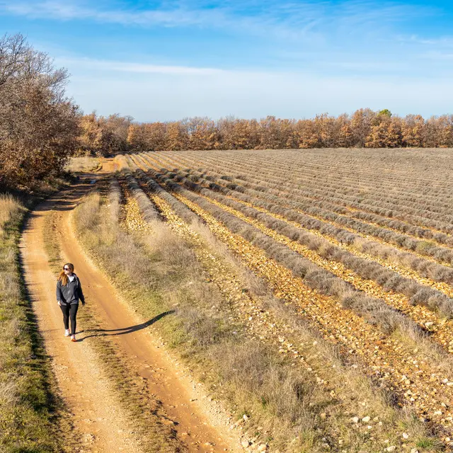 Itinéraire pédestre Le plateau des Millarettes_Riez
