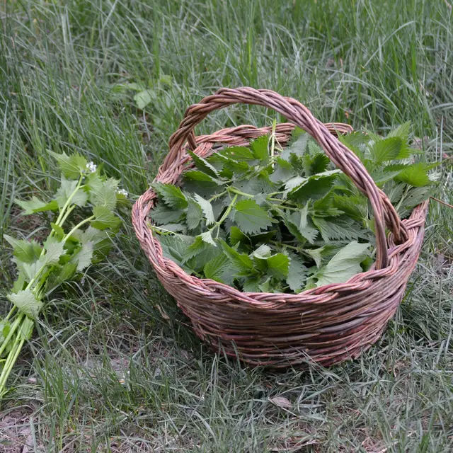 Dans les champs pour récolter des plantes
