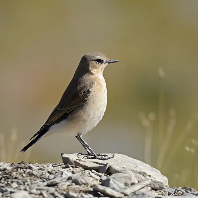 Les oiseaux de l'Authion, d'alpages en forêt_Moulinet