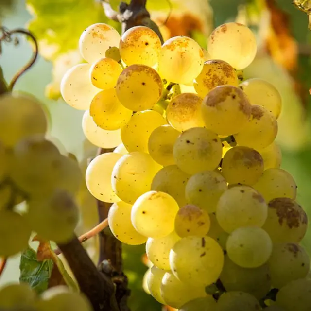 Ferme de Lasplaces, Saint Nazaire de Valentane