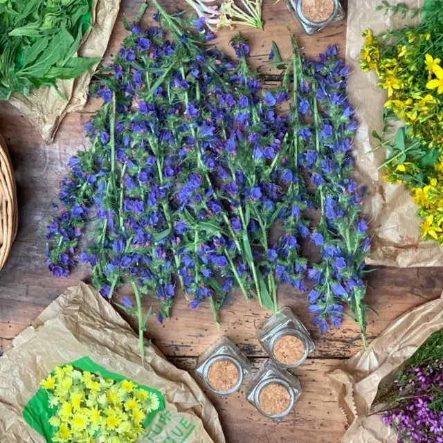 Atelier plantes et remèdes - Wacohe