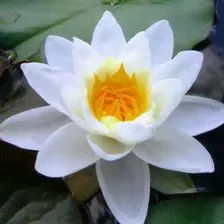 Atelier de chant spontané