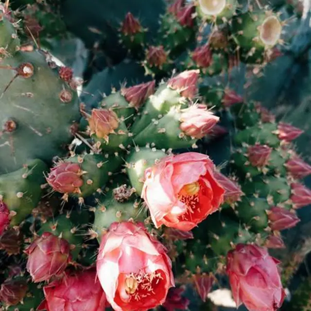 Conférence au Val Rahmeh : Comment les plantes inspirent les innovations de demain?_Menton