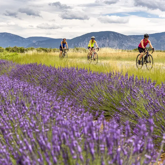 Cyclo n°7 - Route des lavandes au Verdon_Digne-les-Bains