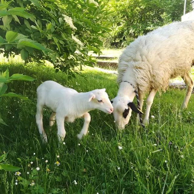Animaux Ferme de Lacassagne