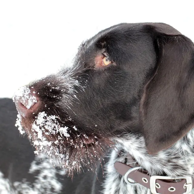Cani-ski au domaine nordique de Villard Saint Pancrace_Villar-Saint-Pancrace