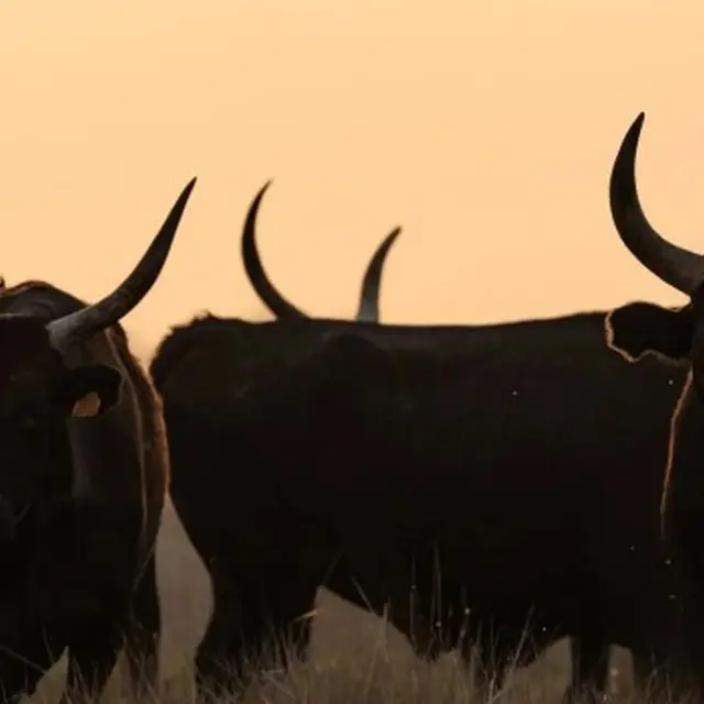 à la rencontre des Cocardiers de Méjanes_Arles