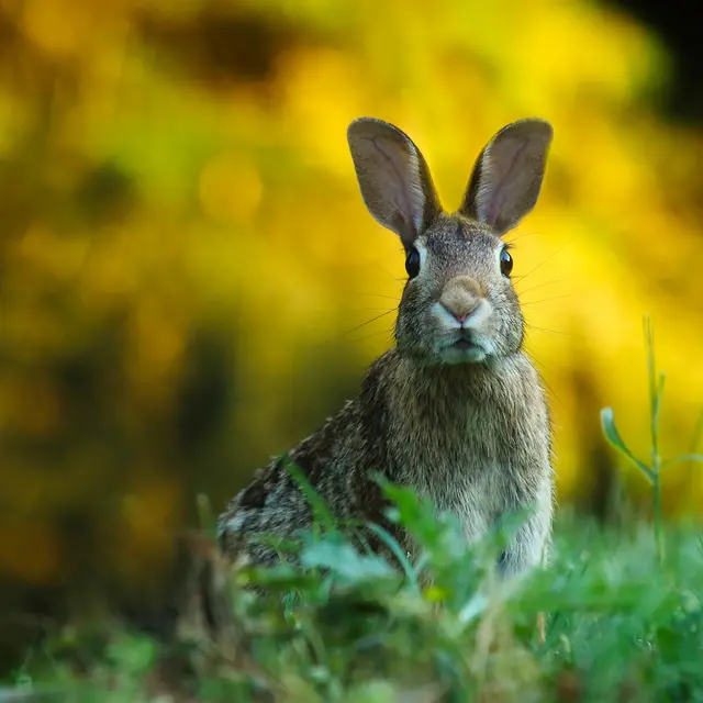 Mystères et croyances sur les animaux de la forêt_Sallèdes