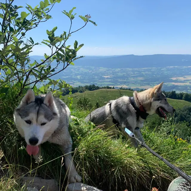 Cani-rando avec Symbiose_Haut Valromey