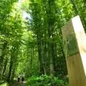 Bois des Ussiaux - Peyrins