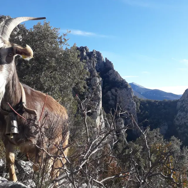 Se balader avec les chèvres au petit matin_Moustiers-Sainte-Marie