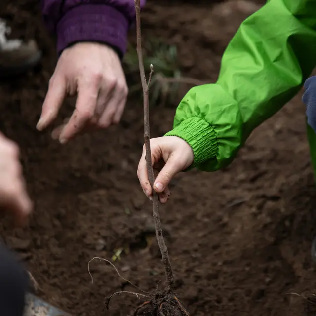 Arbres de la laïcité - Semaine de la laïcité_Saint-Étienne