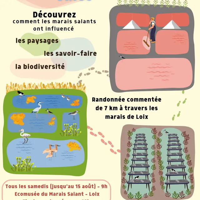 Randonnée commentée à travers les marais de Loix_Loix