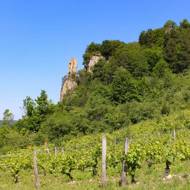 Vignobles de St-Sorlin-en-Bugey