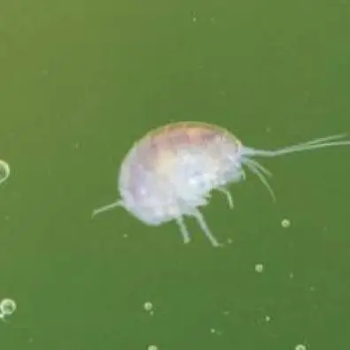 Les mercredis des marm'eau : Une histoire de Gammare_Lavours