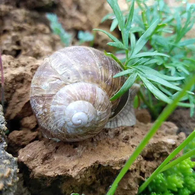 Atelier scientifique du jardin du Lautaret : Les escargots du col du Lautaret ?_Villar-d'Arêne