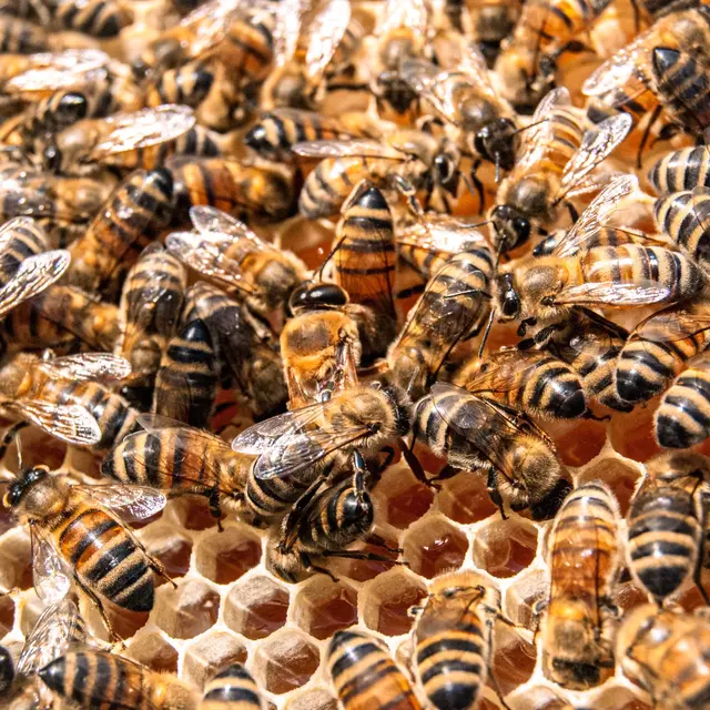 Abeilles