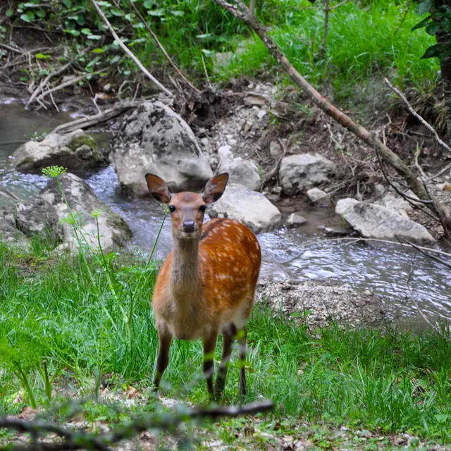 Parc animalier La Vallée Sauvage