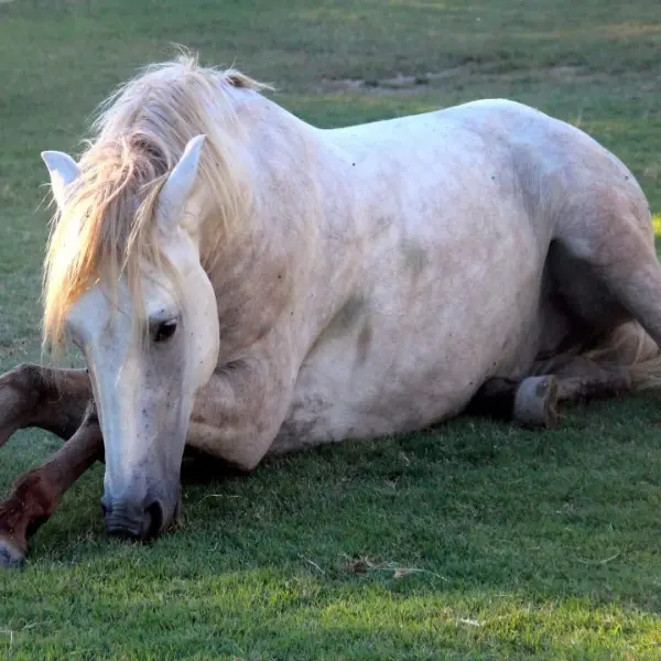 Les gîtes et chambres d'hôtes de la bergerie d'Alivon_Arles