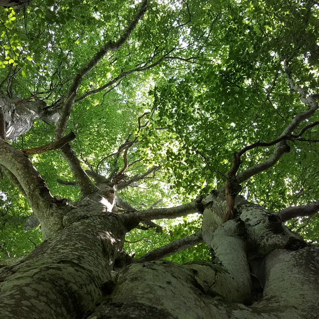 Balade découverte Au pied de mon arbre_Les Contamines-Montjoie
