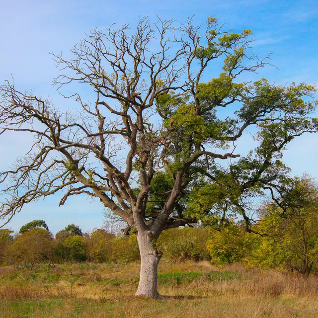 Conférence environnement : La communication entre les plantes_La Londe-les-Maures