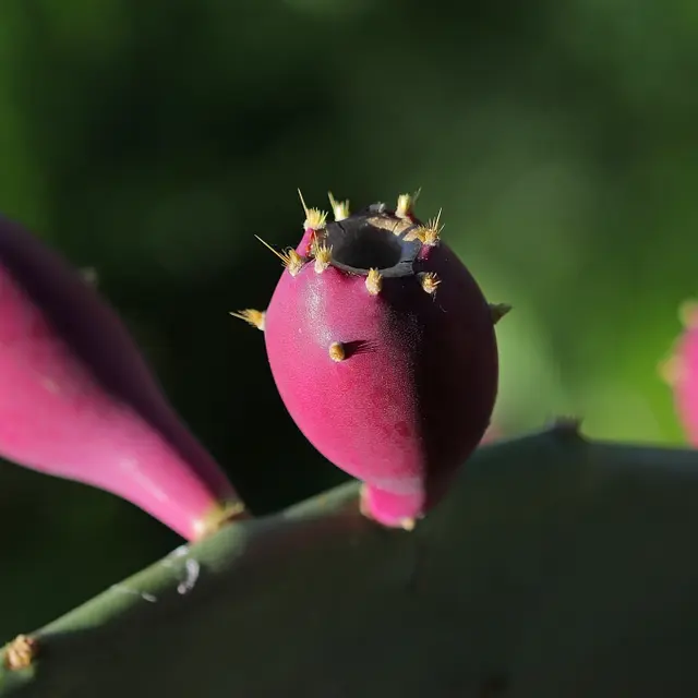 Conférence environnement : Des espèces exotiques envahissantes _La Londe-les-Maures
