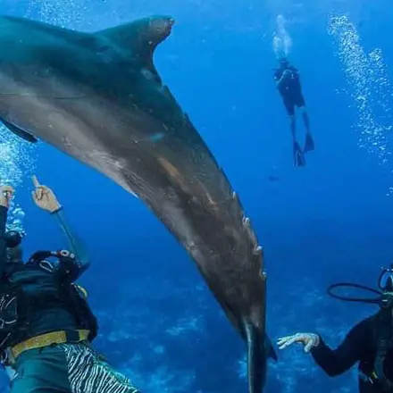 Rangiroa Diving Center - Tahiti Tourisme