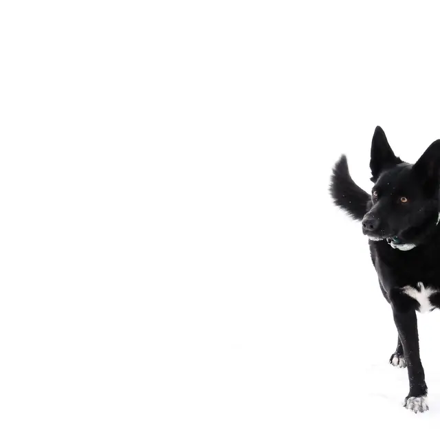 Ski chien