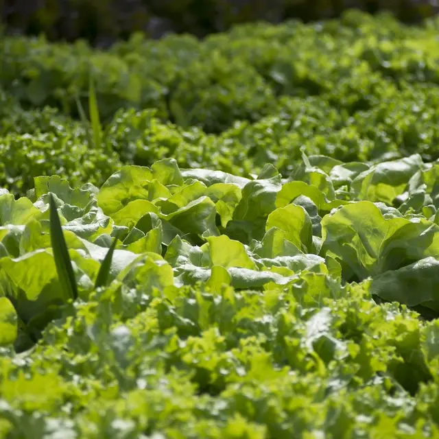 Le potager de Lolo_Arvieux