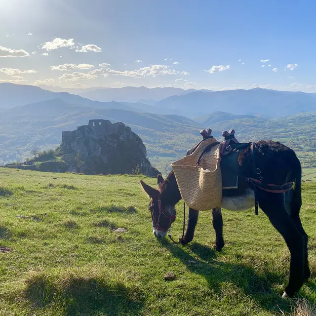 château roquefixade âne.jpg