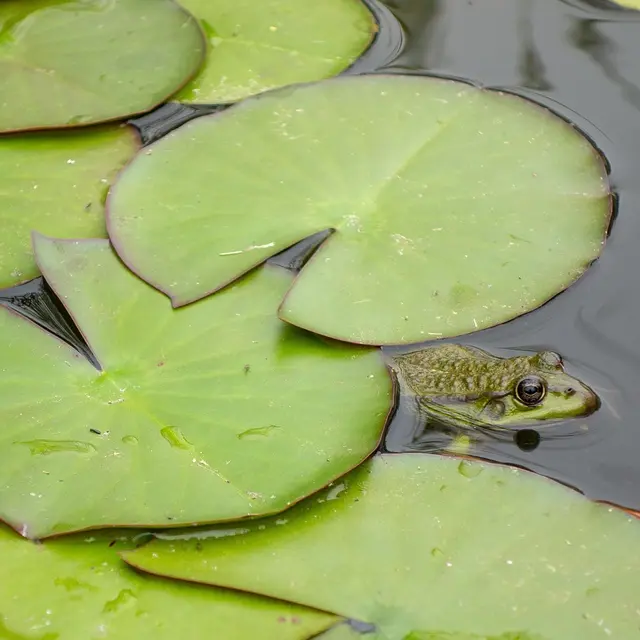 Les habitants de la mare_Arcon
