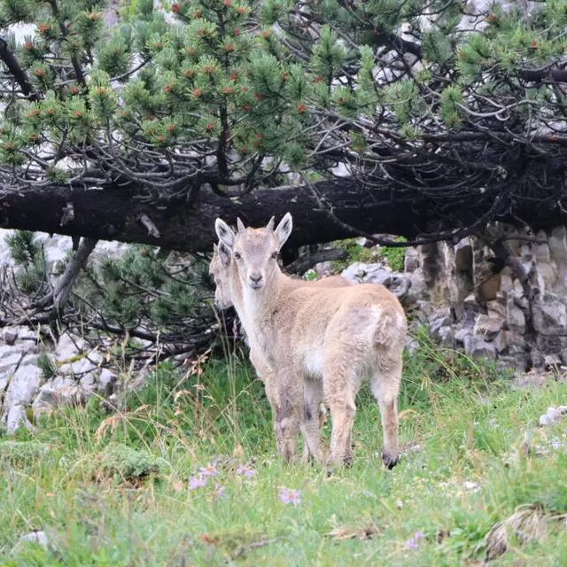 Randonnée observation de la faune_Entremont-le-Vieux