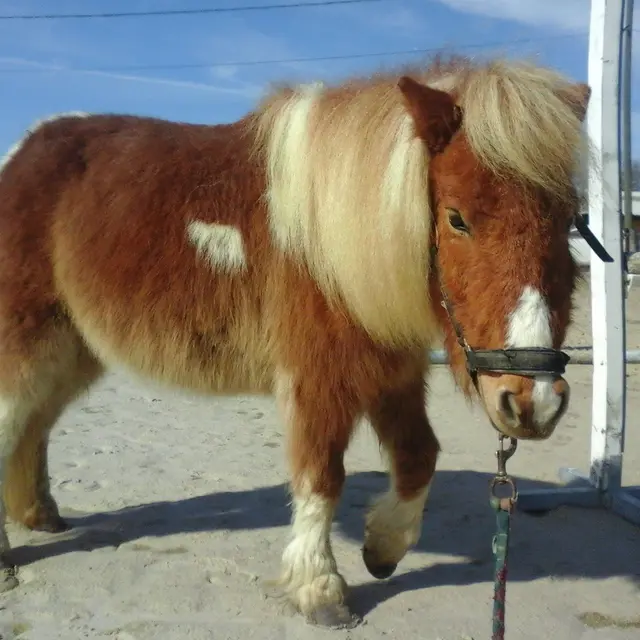 Happy Poney_Domsure